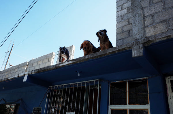 Perritos