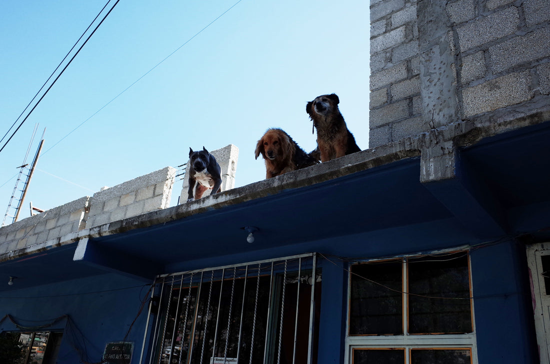 Perritos